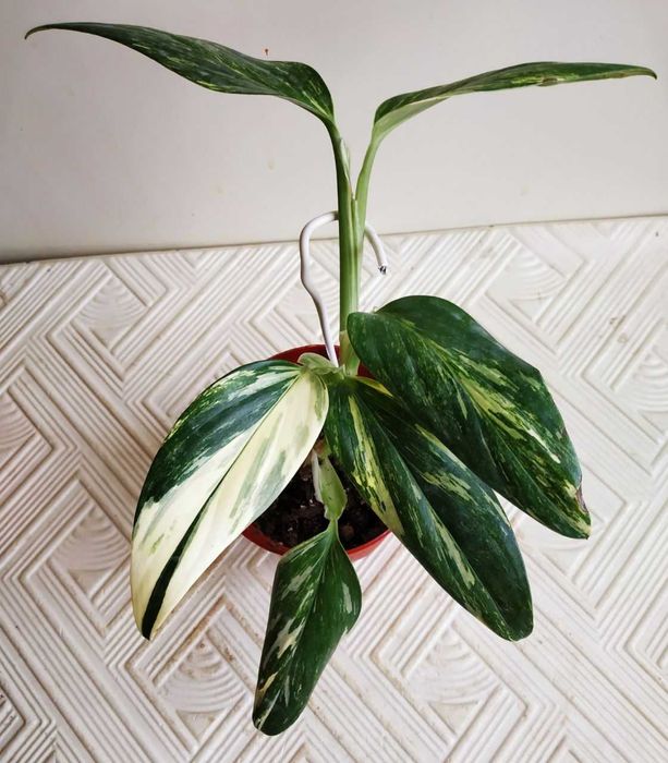 Филодендрон Кобра - редкая яркая красавица