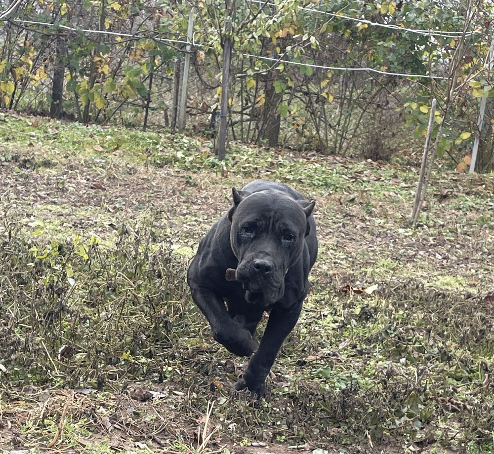 Presa canario femela neagra