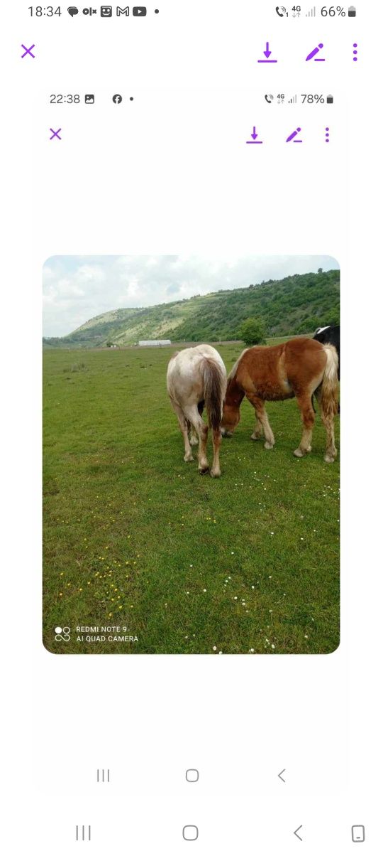 Vind cai în Bihor