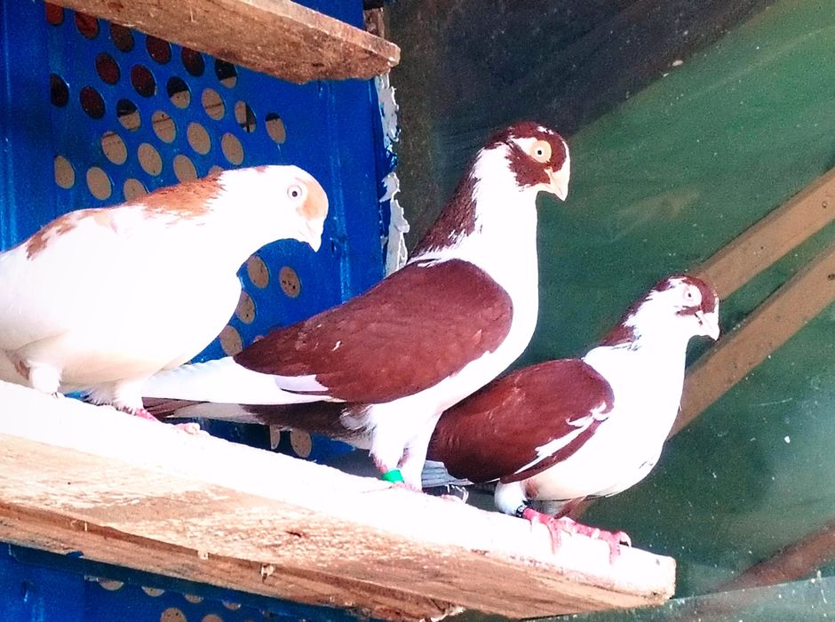 jucatori de galati cu joc și zbor