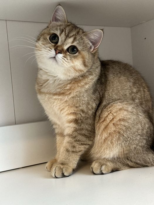 Fetita british shorthair golden superba  !! Certificat PEDIGREE !!