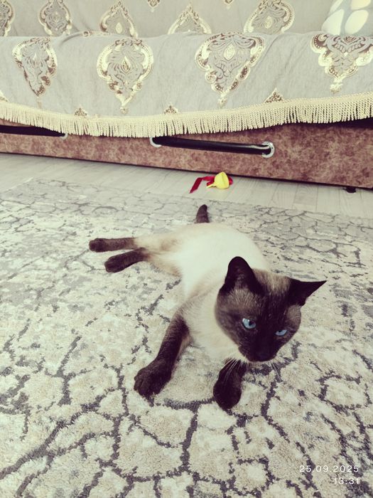 Отдам сиамского кота