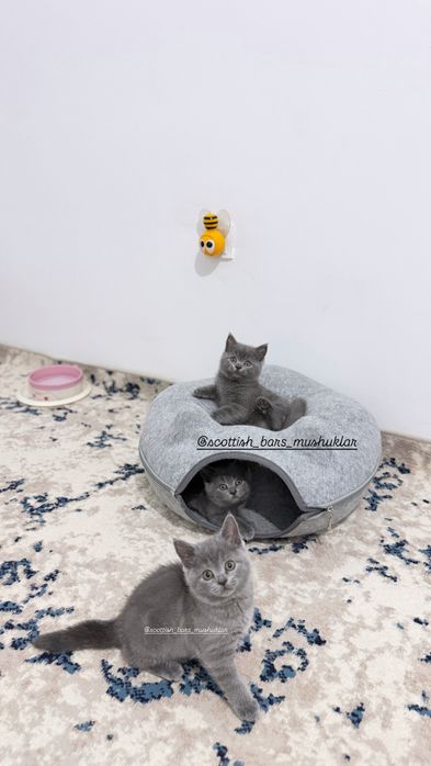 Мушук зотли угилчала котик котята