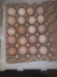 Инкубационные яйца брама чистые