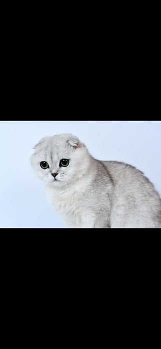 Хамилйон кузли мушук