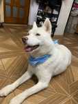 Vand husky albino femelă