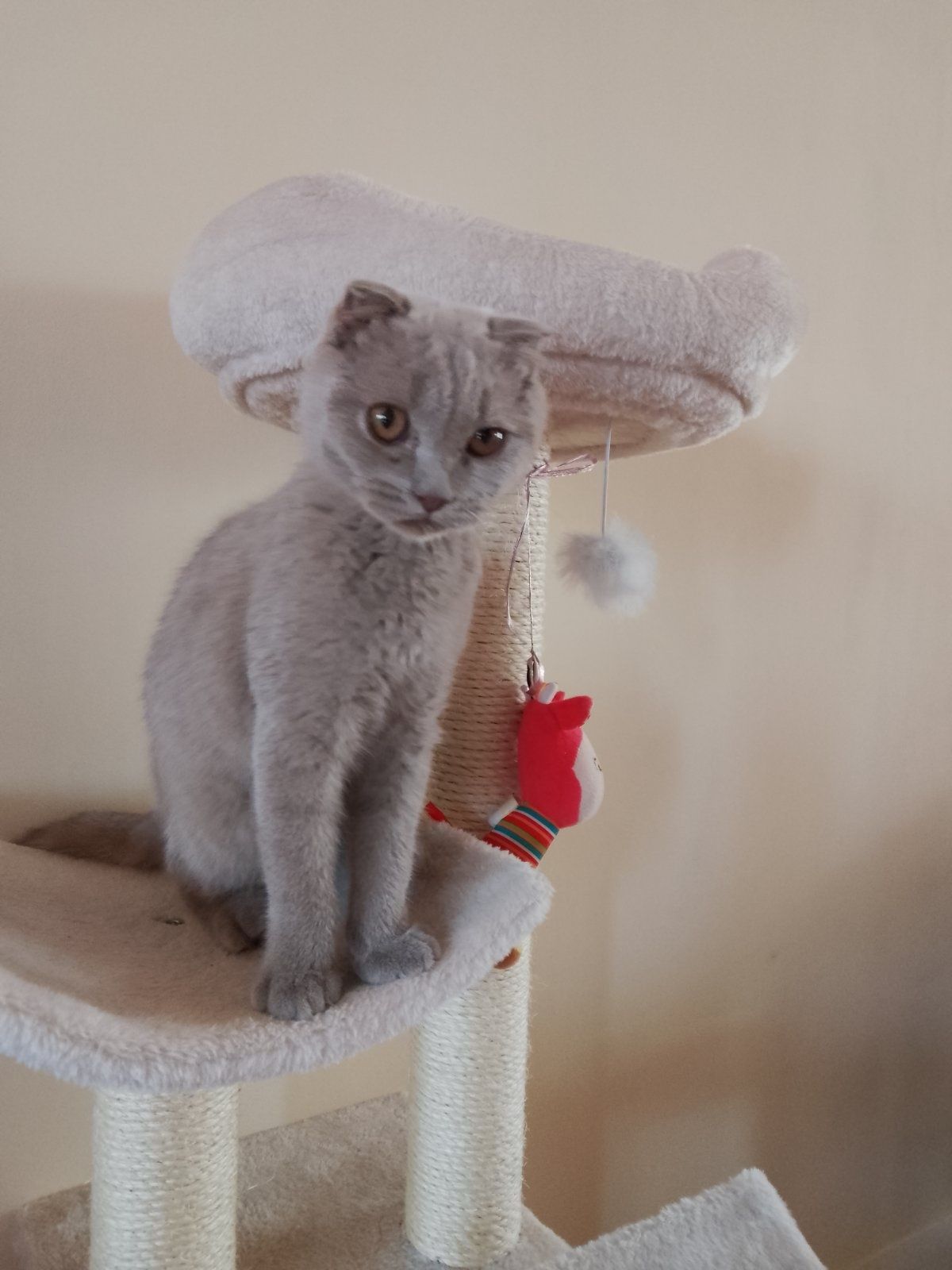 Шотландско клепоухо коте