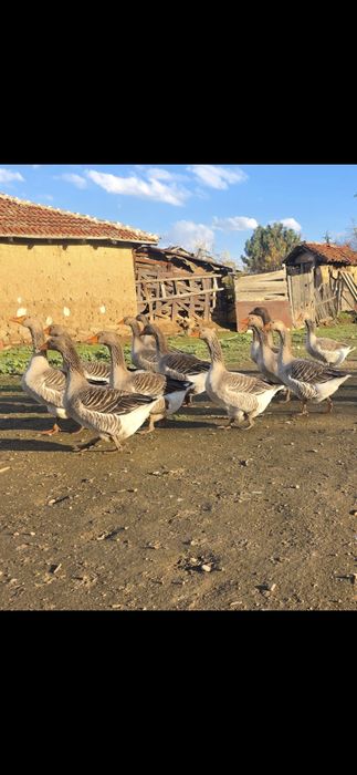 Домашни Сиви Гъски