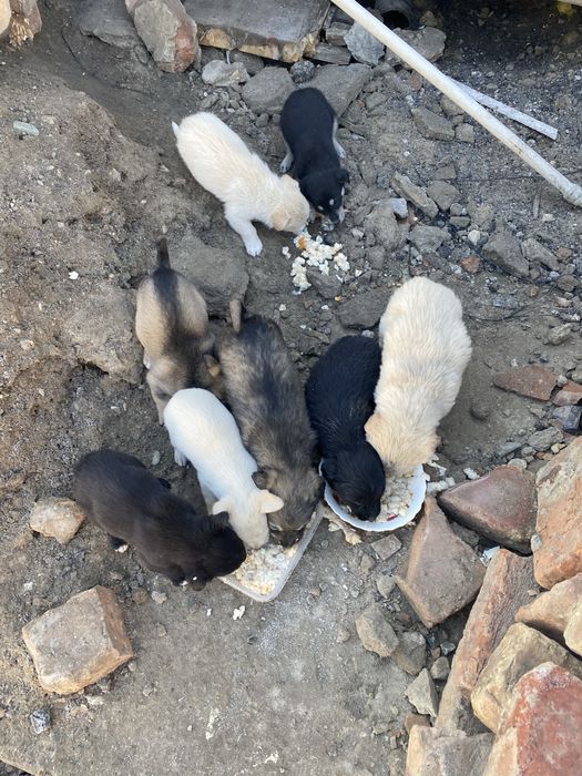 Щенки небольшого размера звоночки