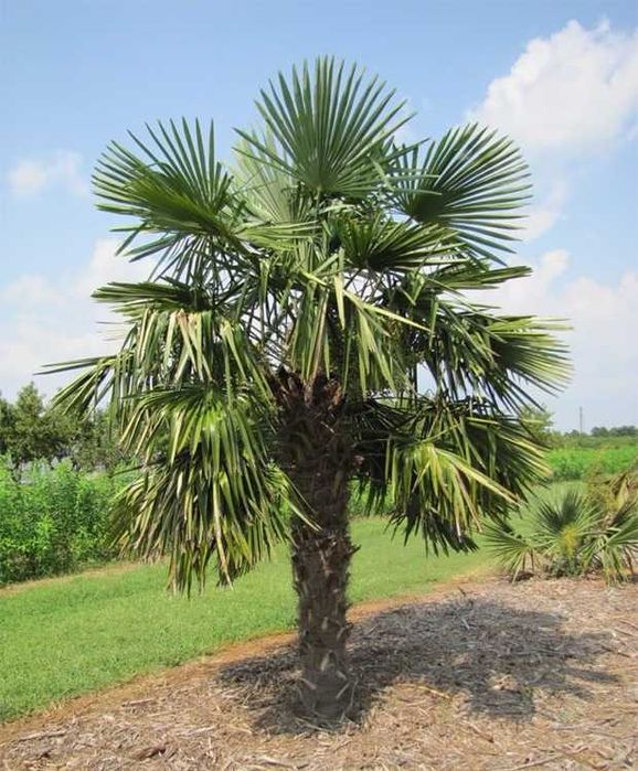 Palmieri Trachycarpus – Rezistență la ger și eleganță tropicală