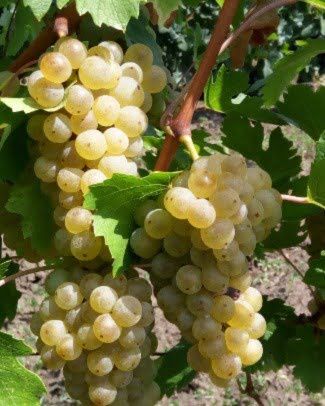 Vita de vie Nobila  soiuri albe de vin