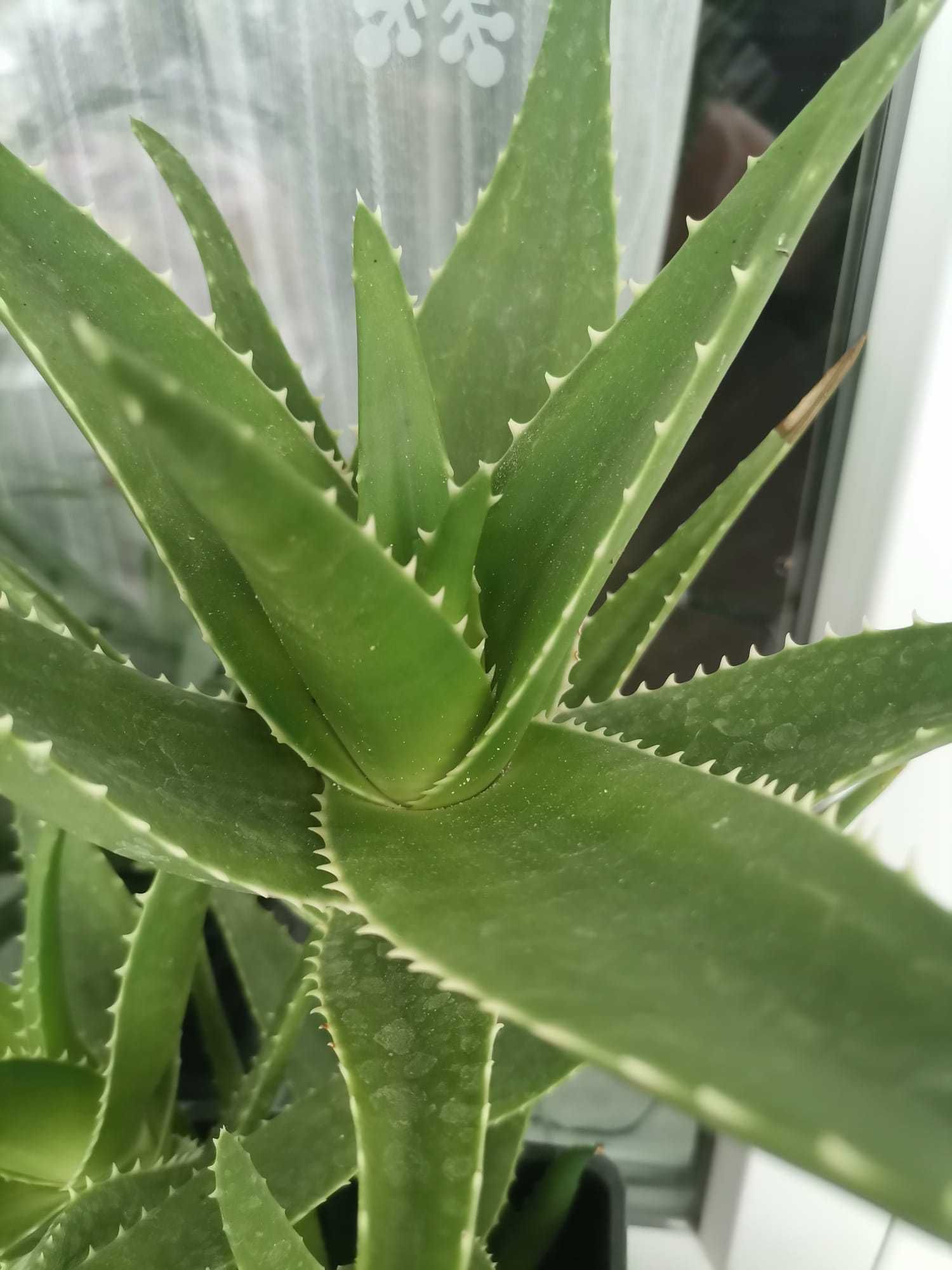 Aloe  Vera - pui