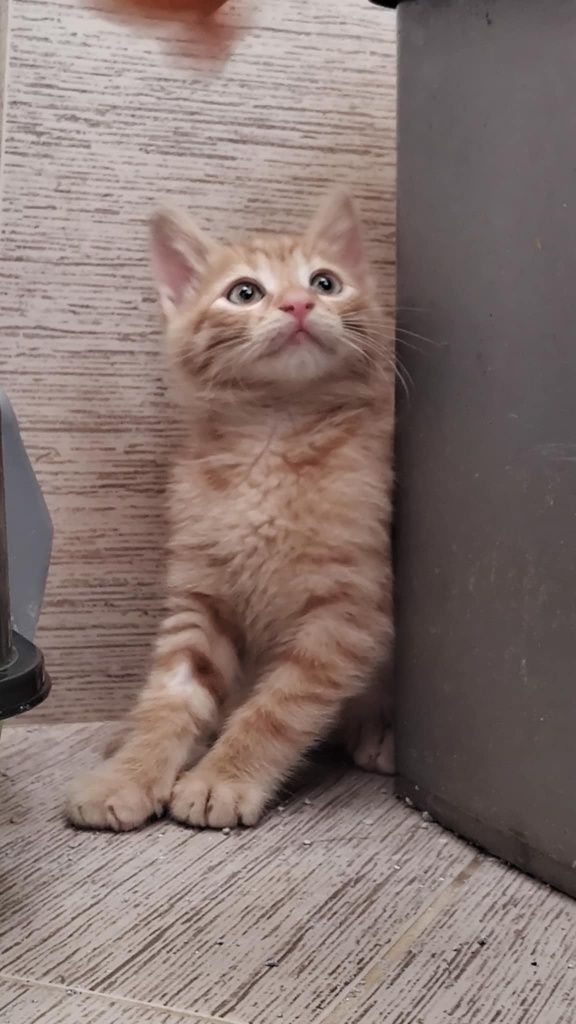 Подарявам мъжко коте