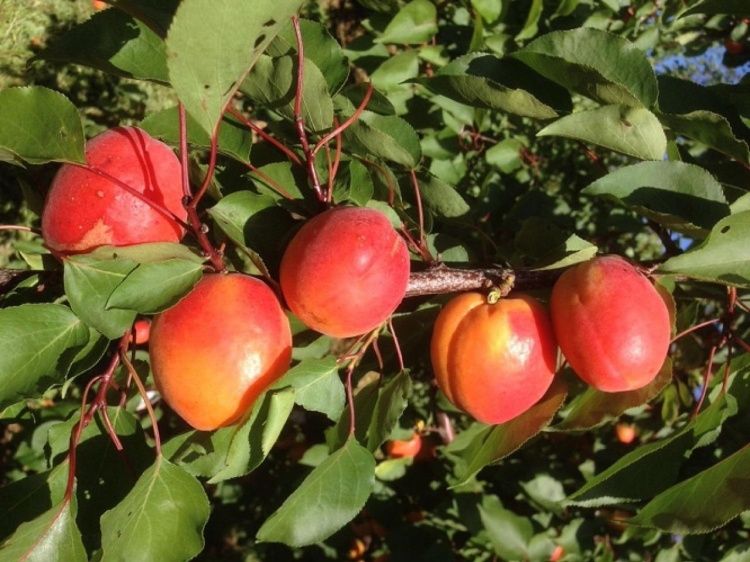 Pomi Fructiferi la Ghiveci (Cais )