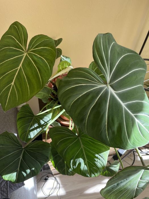 Филодендрон Зебра