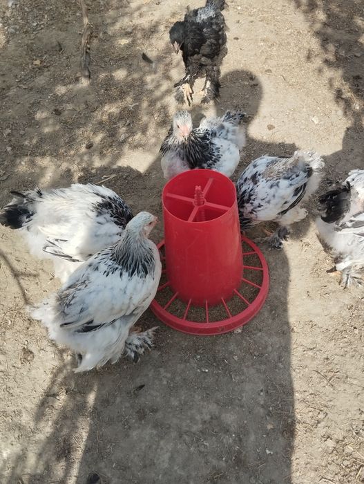 Светлый  палевый жужжала сотилади