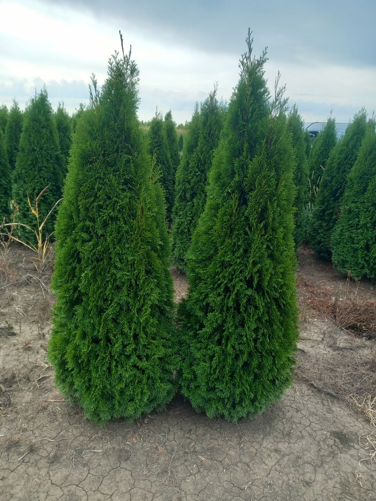 Tuia/thuja smaragd de diferite dimensiuni