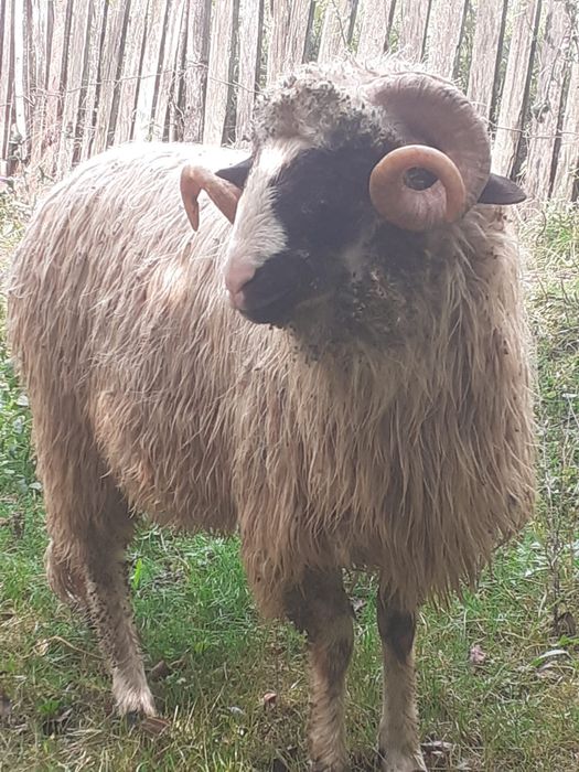 Barbecuti de tinut pentru prasila