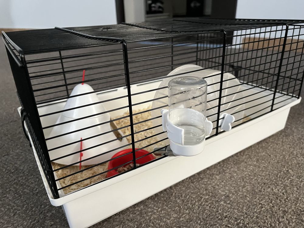 Hamster pitic alb