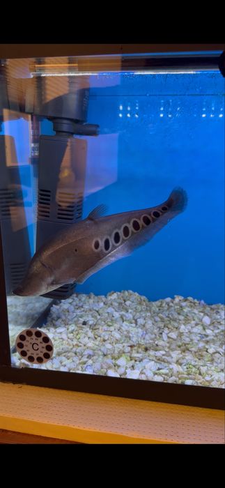 Индийский нож кра