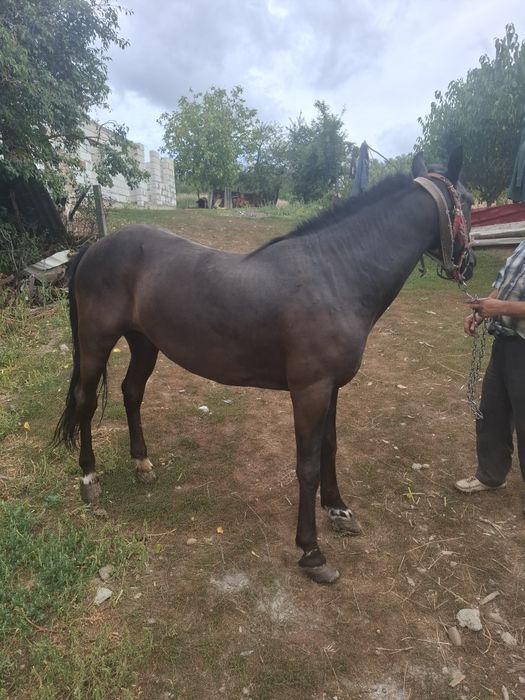 Vand cal castrat de sì caruta