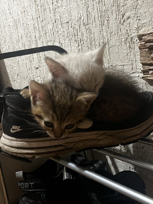 Продам котят 1,5 месяца