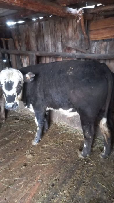 Падсос бычки аулекол