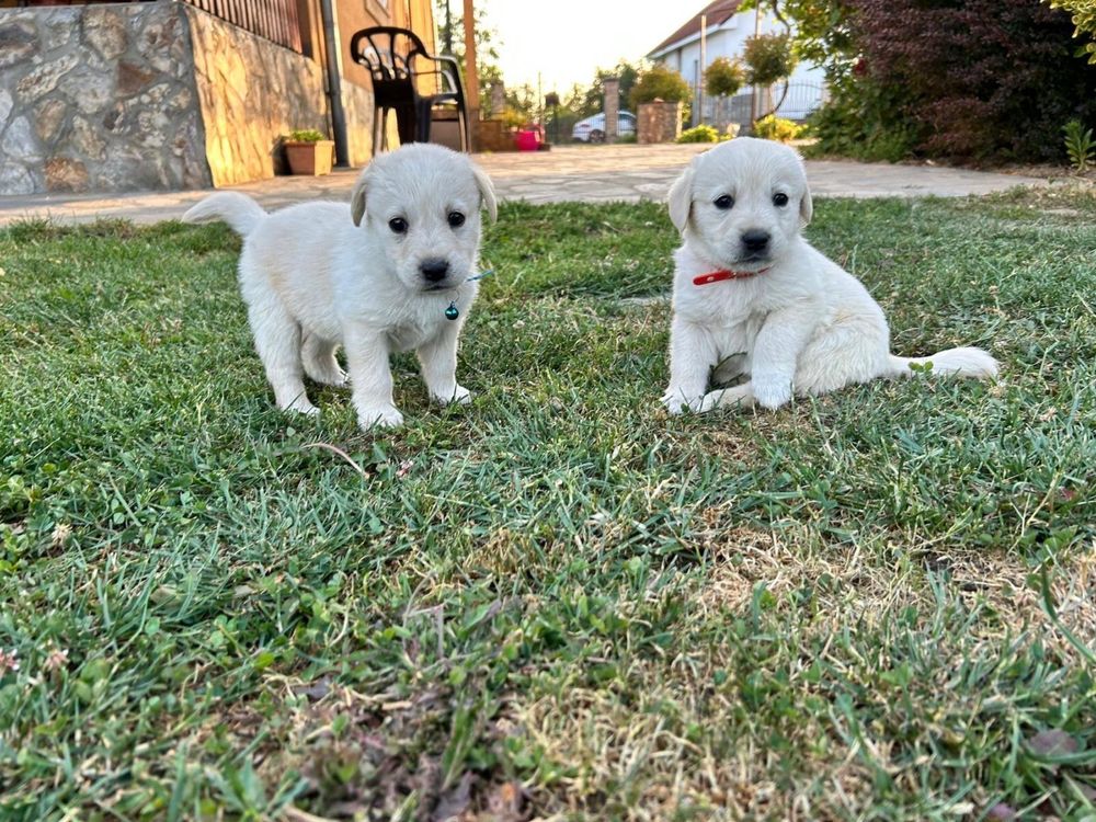 Labrador  golden