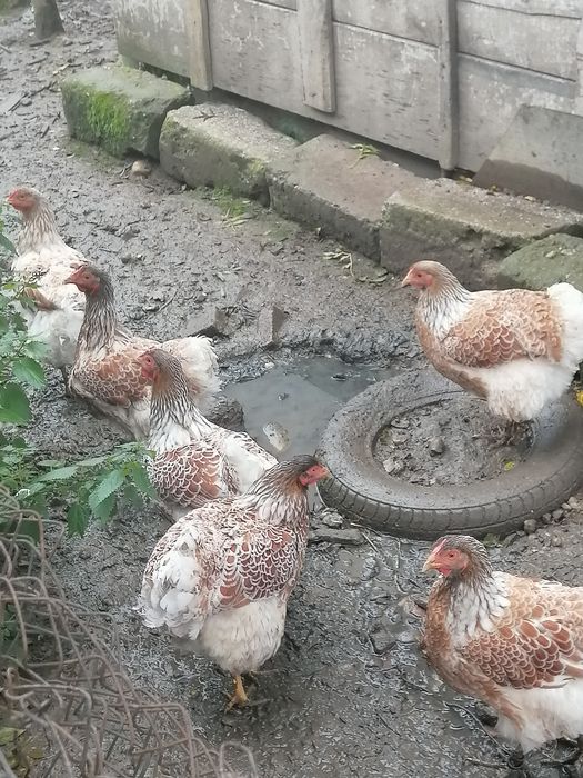 Găini wyandotte splash