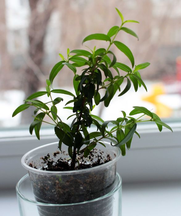 Мирт мелколистный