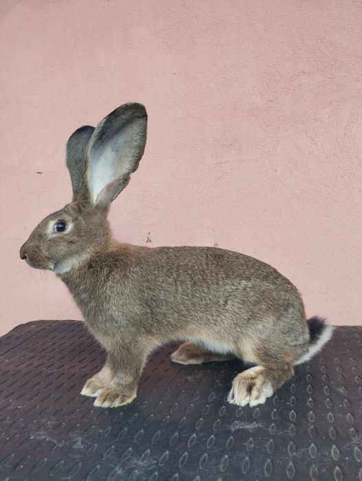 Iepuri Uriaș German Gri