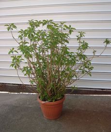 Цеструм, ароматно растение, Cestrum aurantiacum