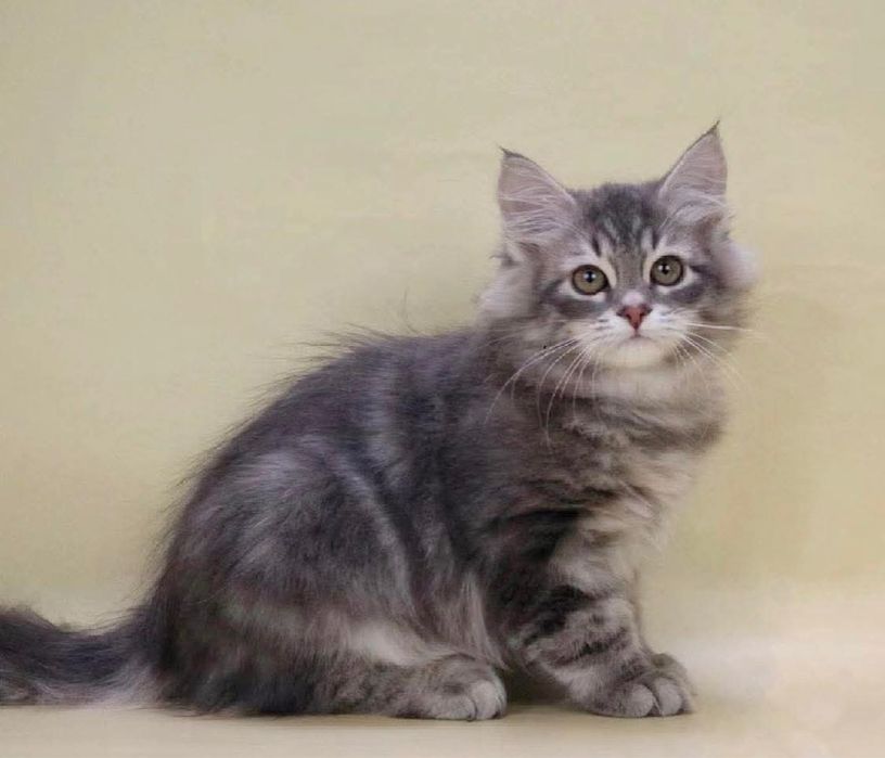Maine coon mascul