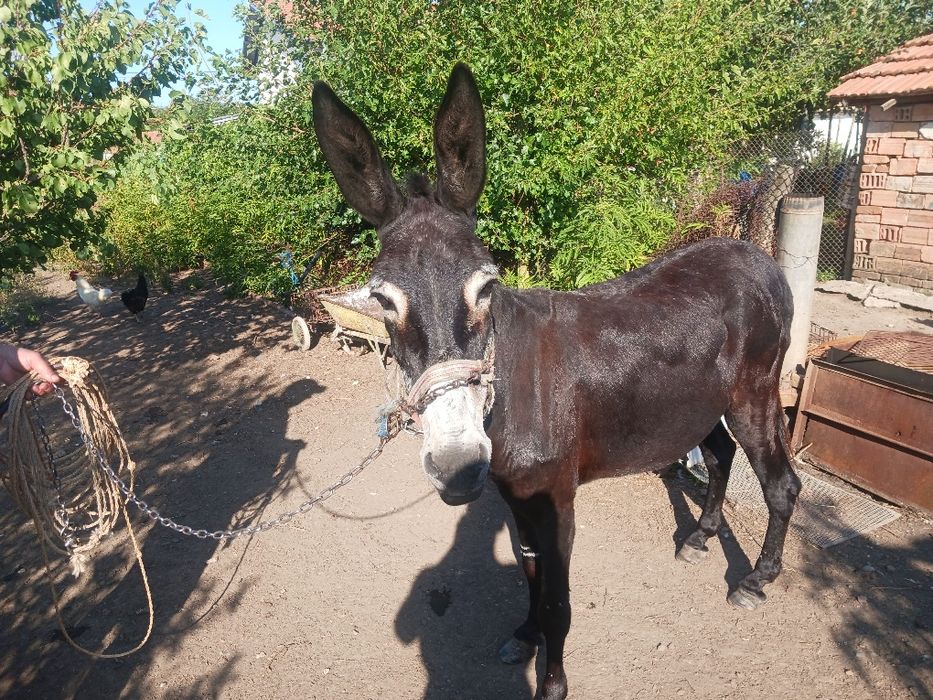 Магаре женско 12 годишно