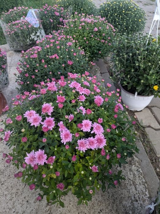 Crizanteme multiflora