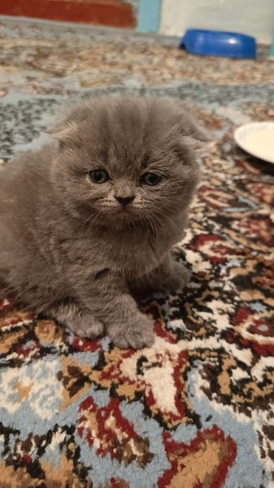 Пародистые котята вислоухие(скотиш фолд)