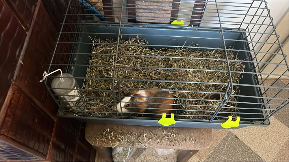 Porcușor de guineea