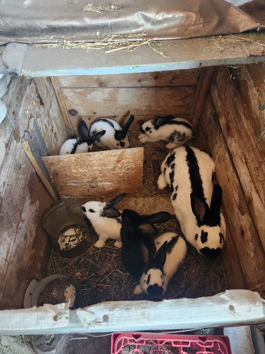 Iepurasi fluture german/2 luni 90buc. Am și la 5 luni iepuri 140 lei