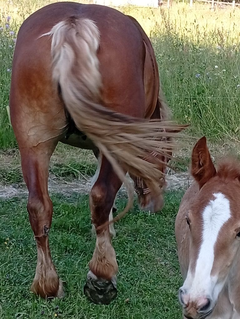 Iapa de vânzare cu mânza