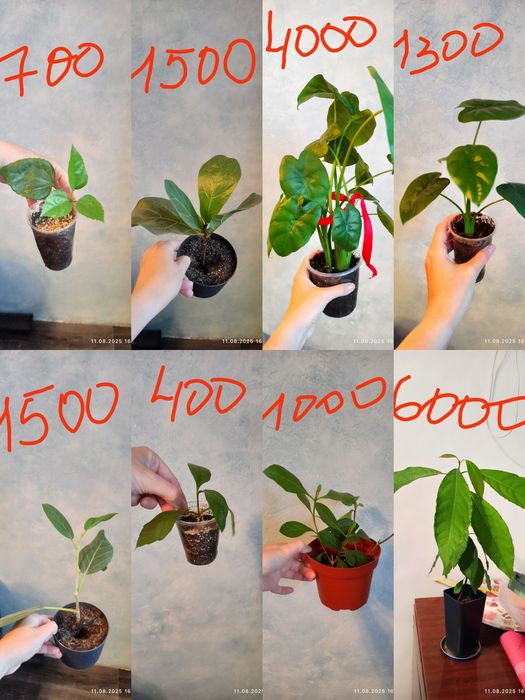Продам  комнатные растения