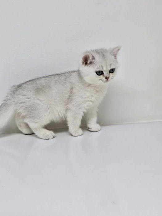 Котята британские зеленоглазые,аквамарин