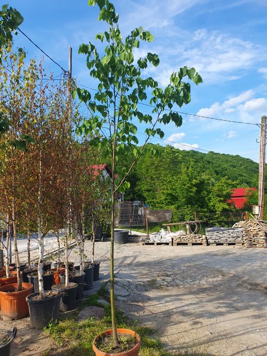 Tuia/mesteacăn/tei mirositor/magnolia