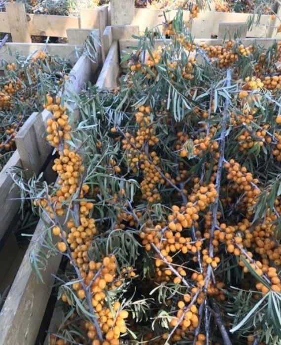 Butasi  catina soiul serpeni