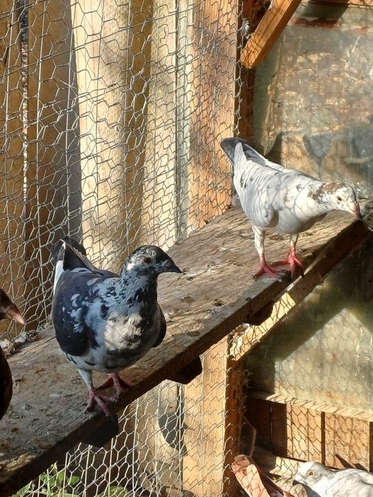 Porumbeii vuiajorii disponibilii.