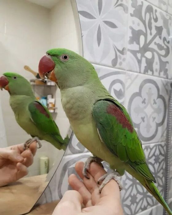 Продам Александрийского попугая.Попугай полуручной