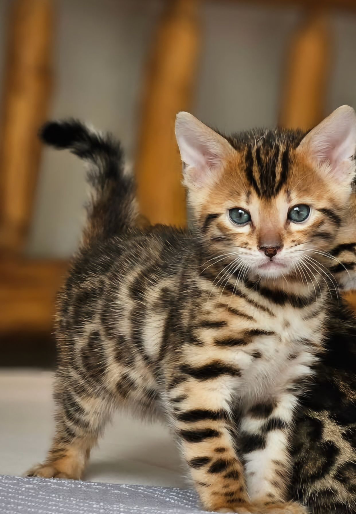 Bengal cu pedigree din felisa autorizata.