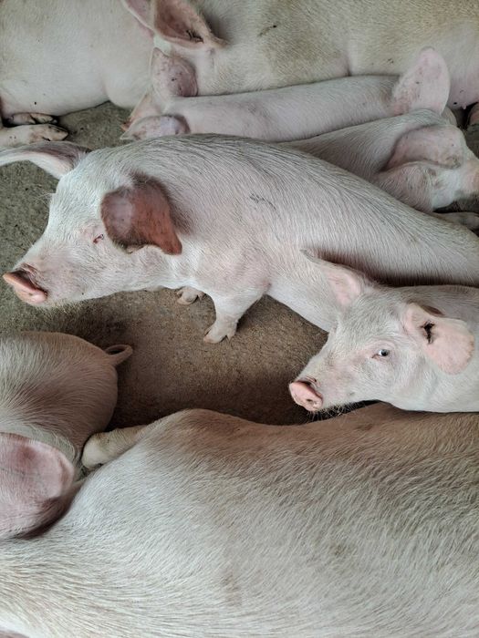 Малки прасета мъжки и женски скопени