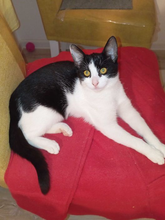 Donatie gratuita pui pisica, deparazitata, blanda, afectuoasa