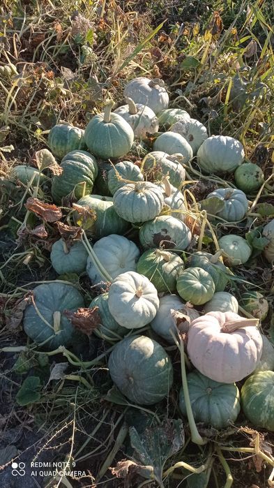 Кабак сатылады кг 1000сум Канлыкөлде.