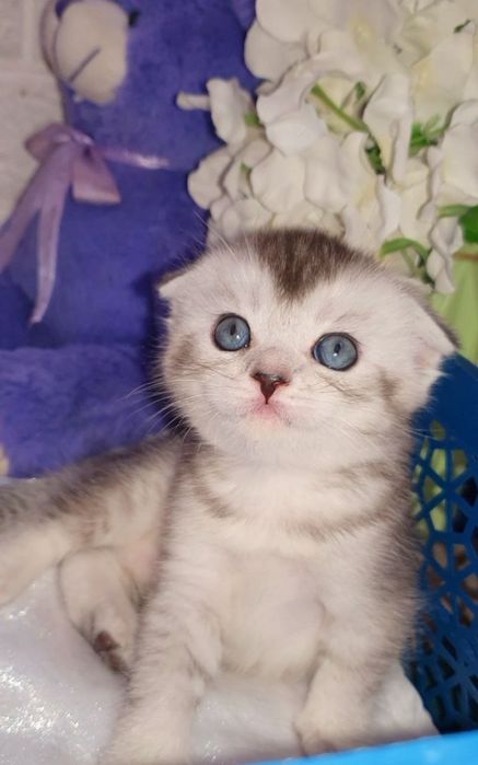 Котёнки читокровные